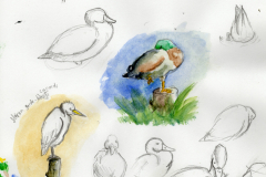 Oiseaux d'eau sur le vif