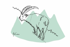 Bouquetin des Alpes