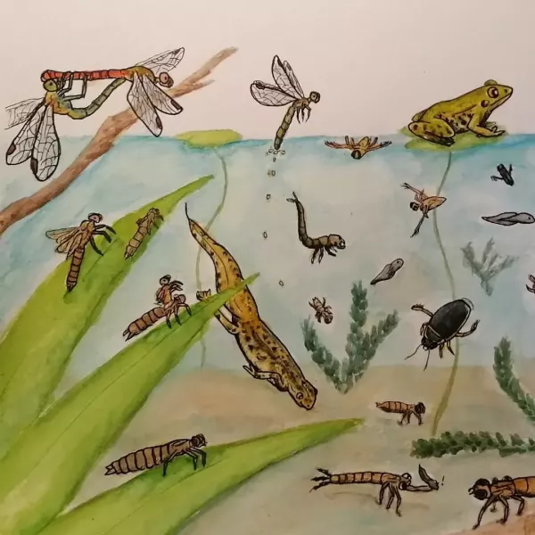 3ème étape aquarelle - zoom