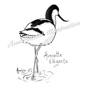 Carte Avocette